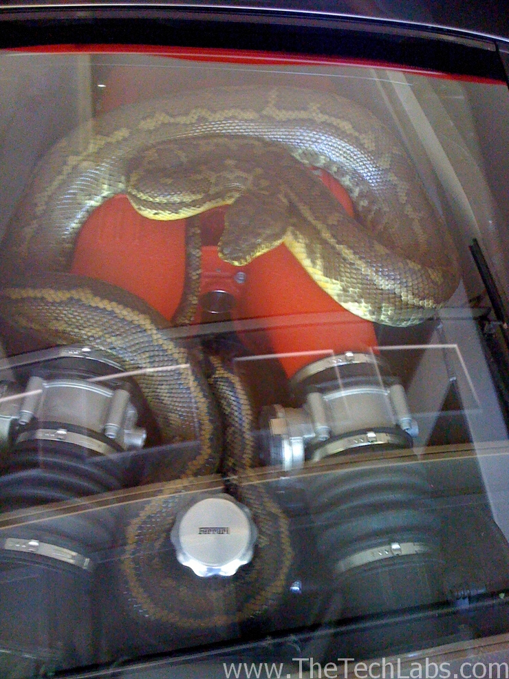 Snake in Ferrari