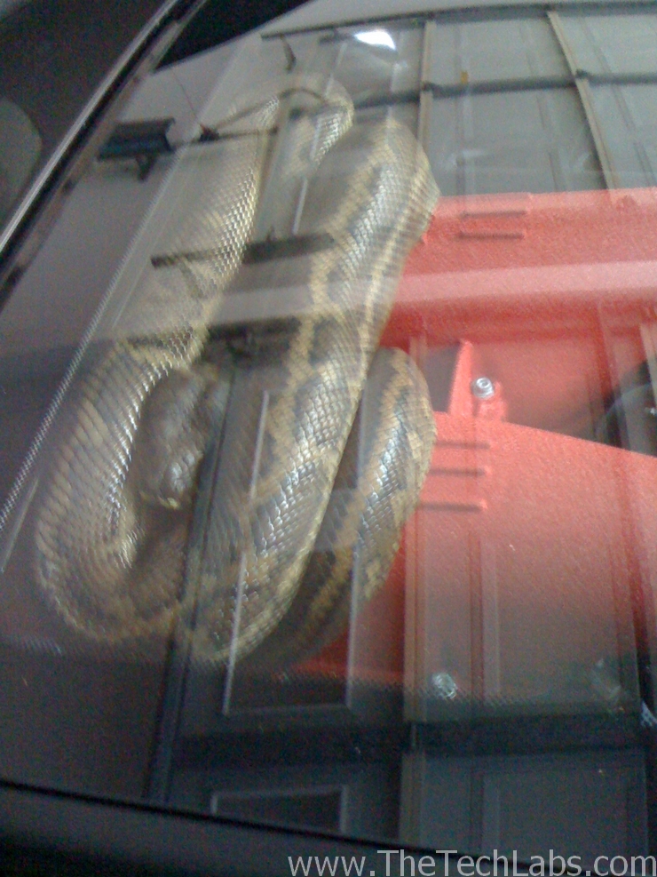 Snake in Ferrari